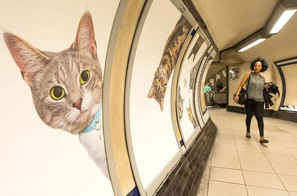 t روزی که گربه ها مترو را تسخیر کردند